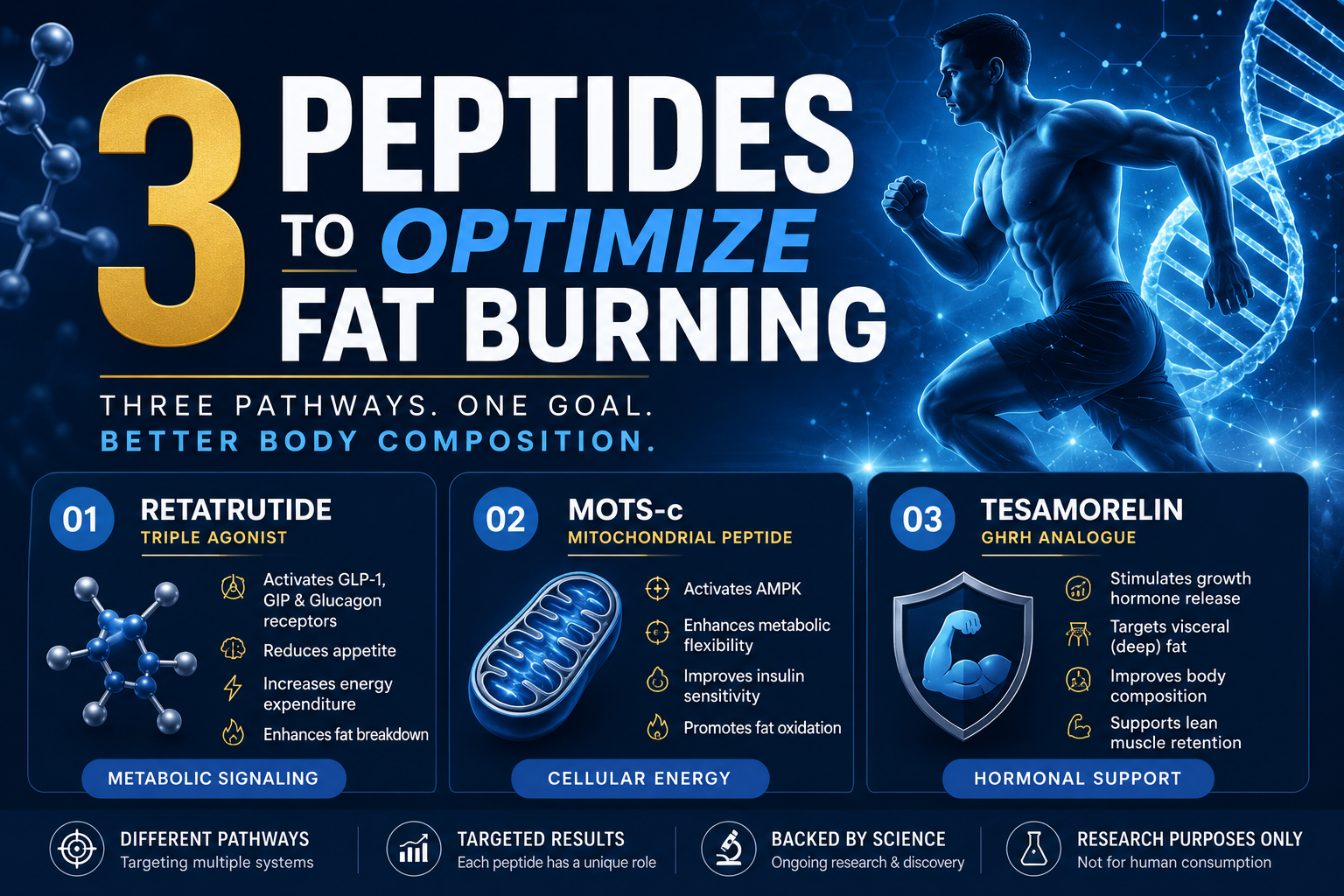 3 Peptides Researchers Are Watching for Body Composition and Fat Loss